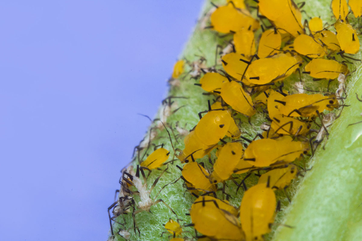 Les voila de retours. Comment élimier les pucerons de mes arbres fruitiers ?